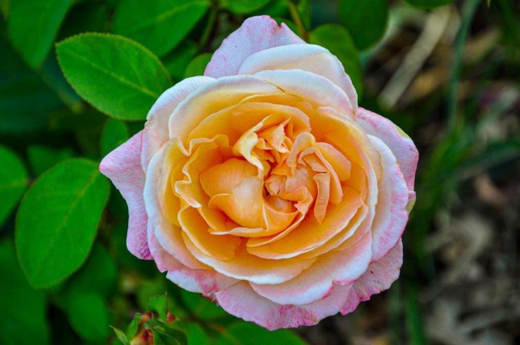 MonteciccardoCa'Roseiアパートメント エクステリア 写真